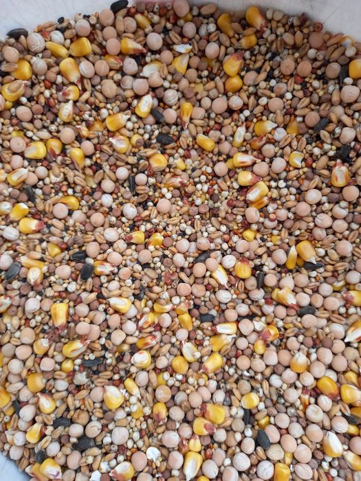 Корм для голубів