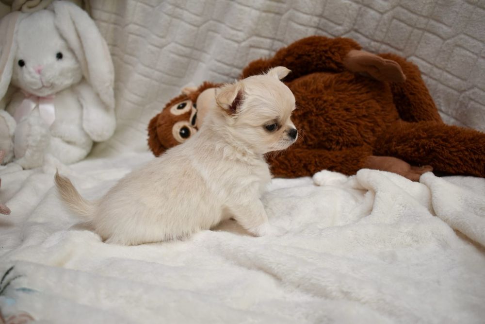 Suczka CHIHUAHUA długowłosa kremowa z rodowodem ZKwP/FCI