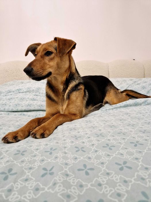 Oddam za darmo suczkę wykastrowaną