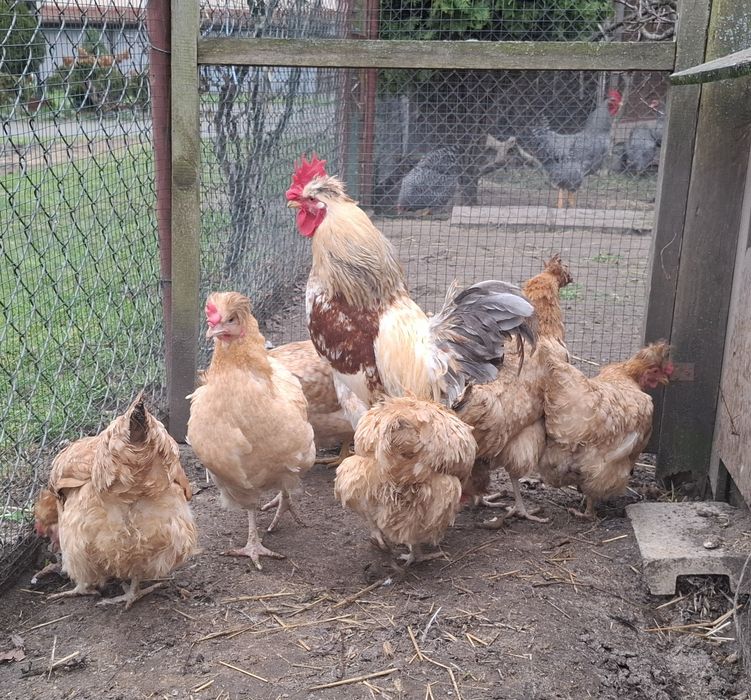 Jaja lęgowe czubatki staropolskiej