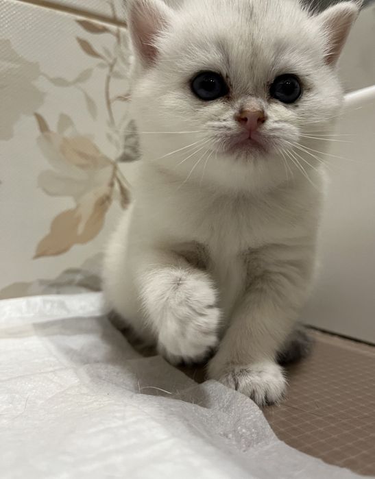 Зеленоглазый серебристый приглашает