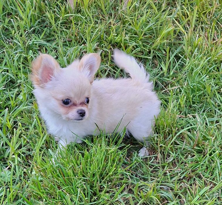 Chihuahua długowłosy piesek rodowód FCI ZkwP