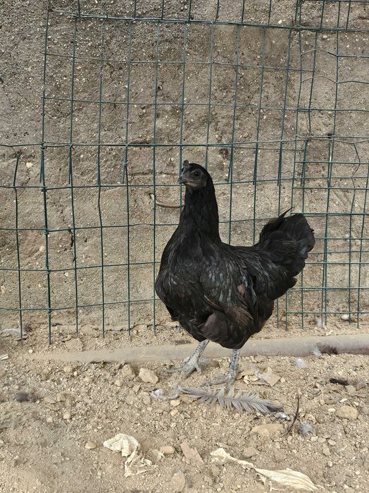 Ayam cemani casal