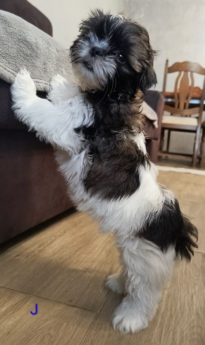 Urocza suczka Shih Tzu – idealny przyjaciel dla rodziny