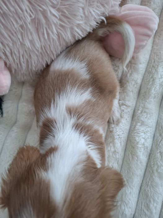 Cavalier King Charles spaniel