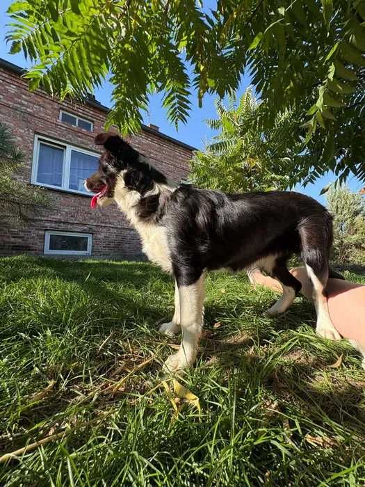 Border Collie pies badania