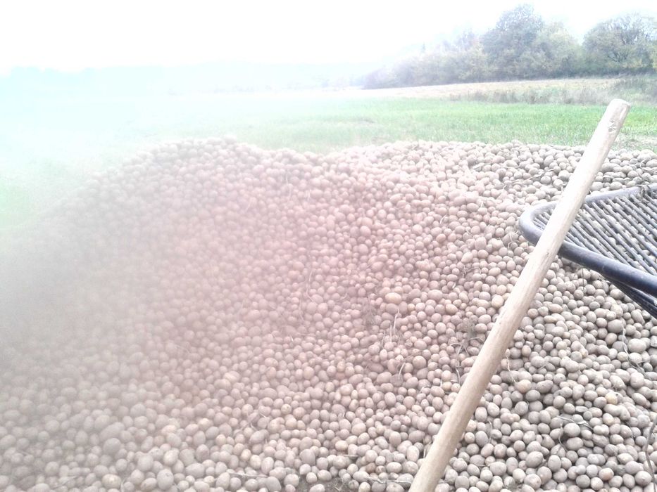 ziemniaki jadalne  Galla, Denar