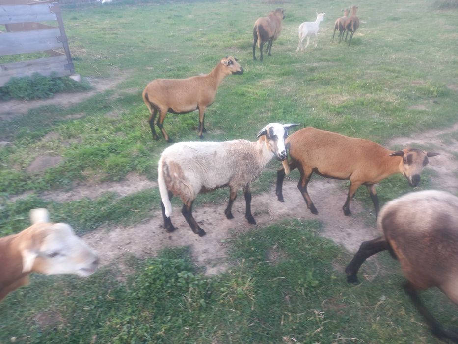 OWCE, jagnięta, kameruńskie, barbados, mieszane i inne
