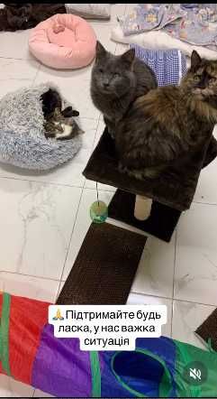 Котенок в беде, помогите
