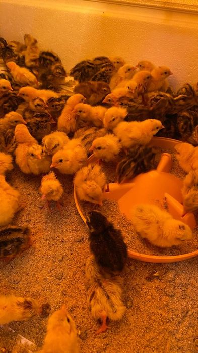 Продам перепілок тижневих
