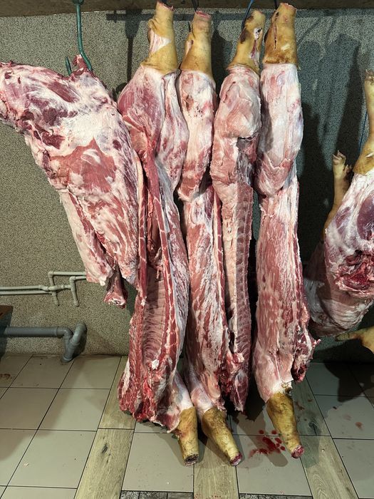 Продаю тушки та півтушки домашньої свинини.
