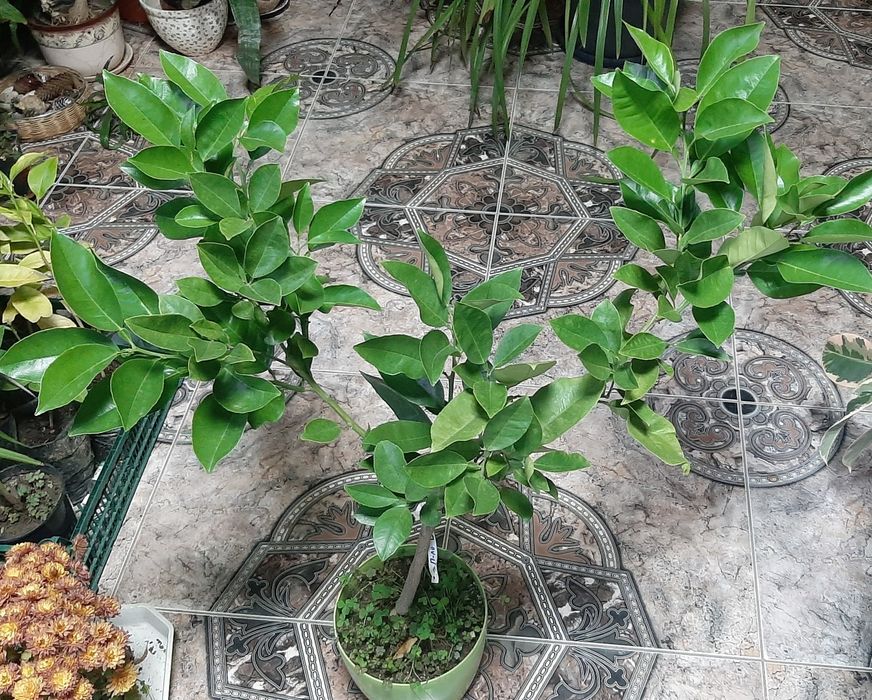 Памело Валентино