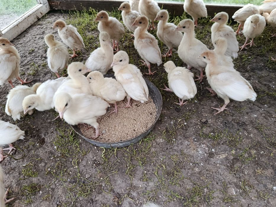 Продаються домашні індичата.