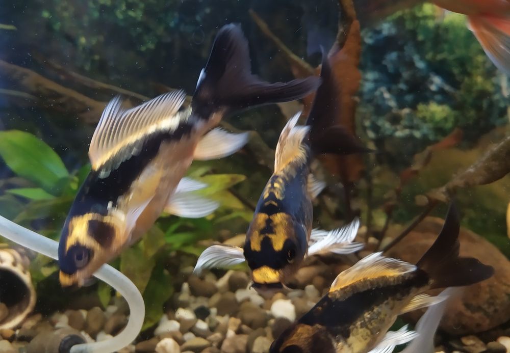 Коі декоративні, 3 шт