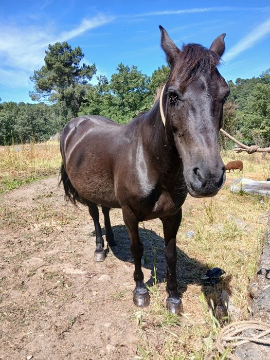 Vendo cavalo manso