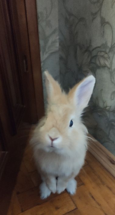 Декоративний кролик