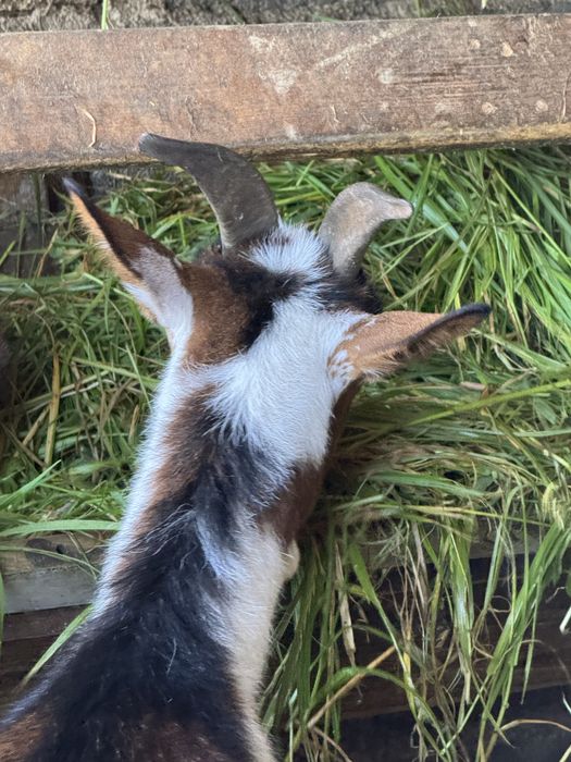 Vendo cabritas, uma está prenha