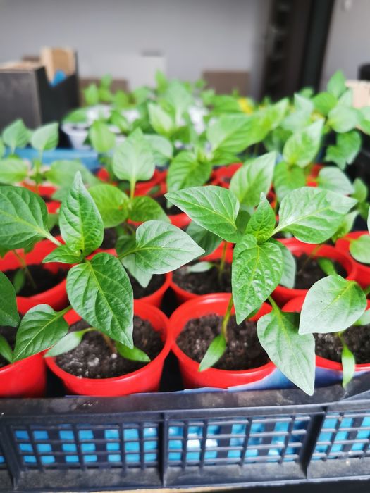 Sadzonki: papryka czerwona i żółta