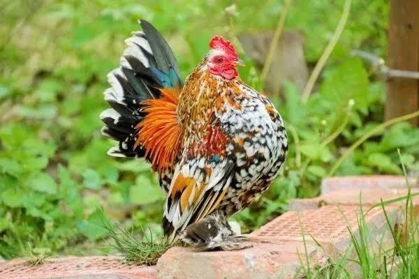 Продам курей. Півні-Бентамка