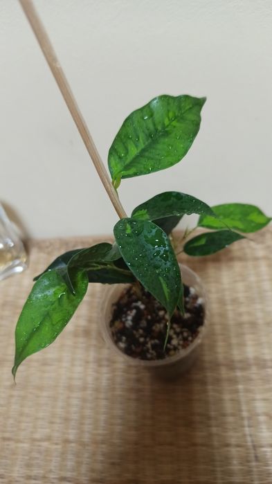 Продам черенок фикуса Бенджамина Денилайт