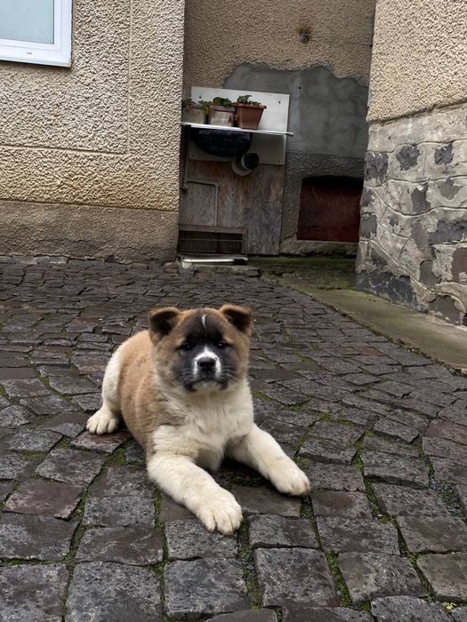 Цуценя Акіта Американська Дівчинка