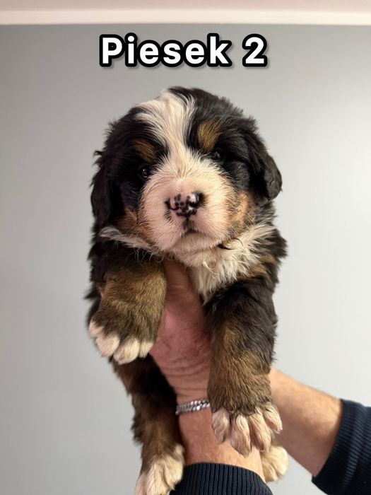 Bernenski pies pasterski