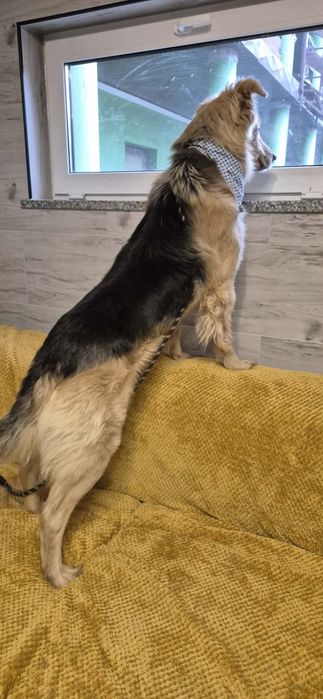 Piękny 5-letni kawaler szuka swojego wymarzonego domu