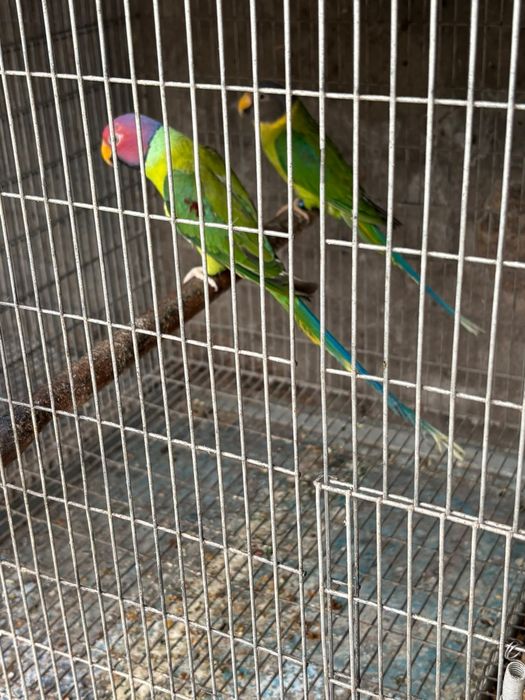 Casais de aves reprodutoras