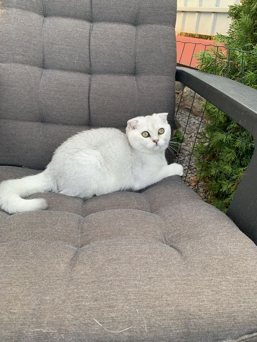 Просто ніжність а не котик !