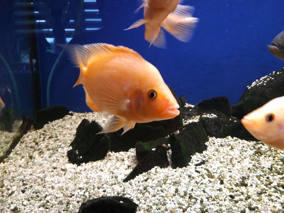 Młode pielęgnice cytrynowe  17-23 cm