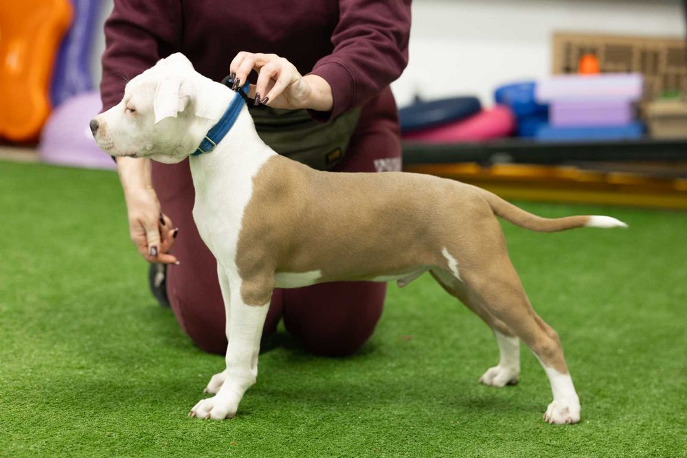 American staffordshire terrier Chłopak (FCI)