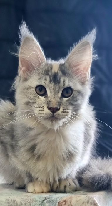 Gatinha Maine Coon