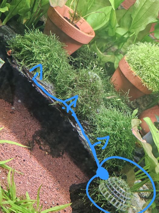 Musgo java para aquario