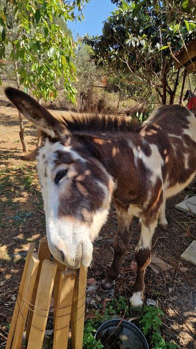 Burro manso 1 ano