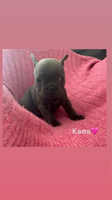 Buldog Francuski – szczenięta hodowlane PUH  Miot  K