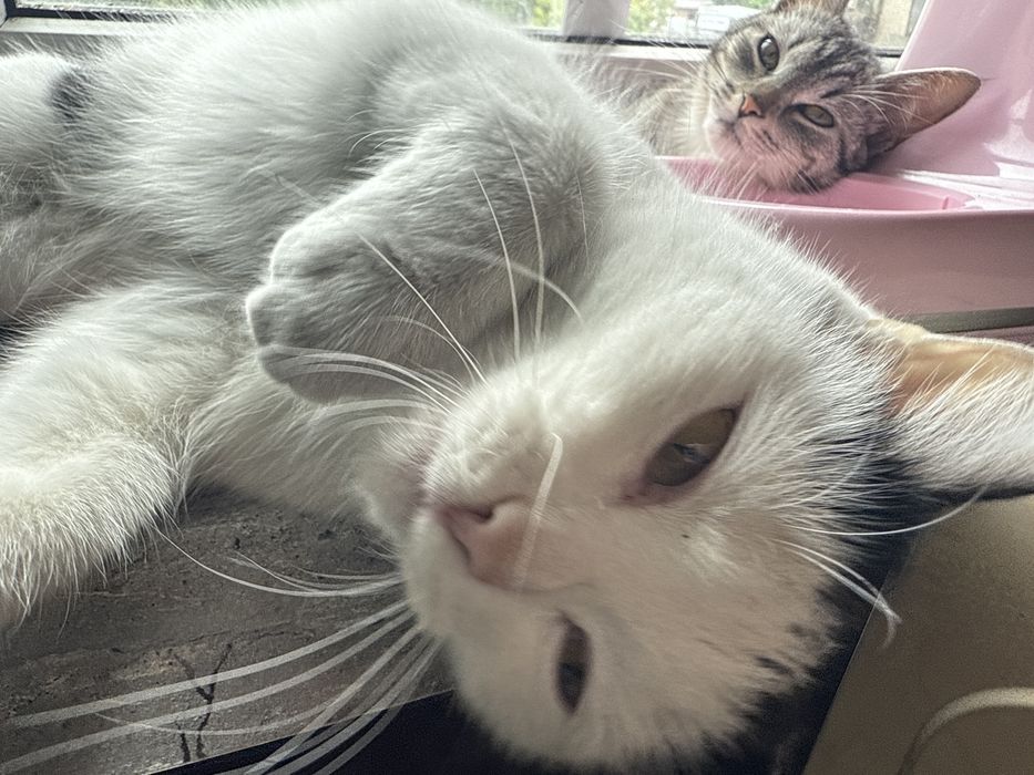 Oddam Kotka do dobtrgo domu