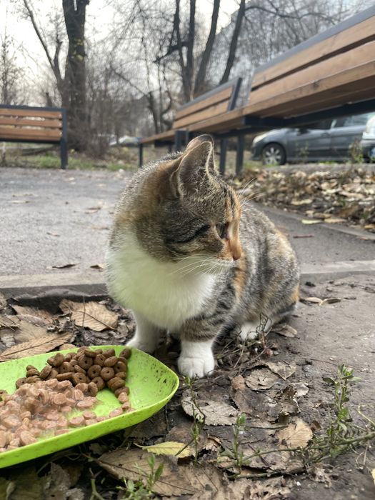 Кошеня (кішка, киця, дівчинка, кошка, котенок, девочка)