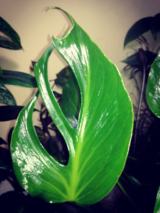 Monstera Burle Marx Flame philodendron RZADKOŚĆ kolekcjonerska natura