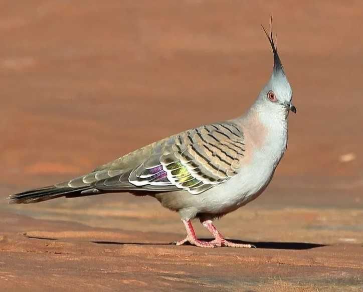 Rola australiana de Crista (Macho)
