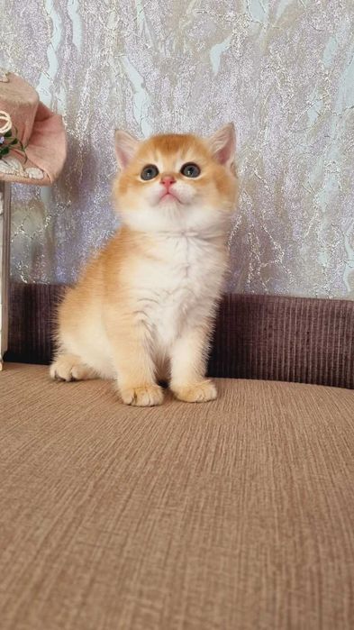 Британський хлопчик Кузя