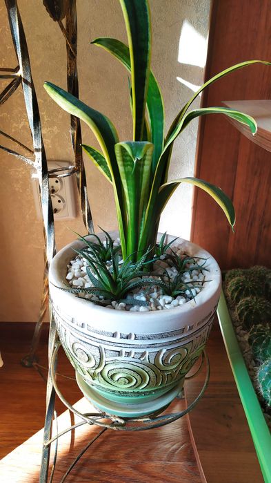 Вазонок сенсевєрія, тещин язик. Без горщика, сама рослина.