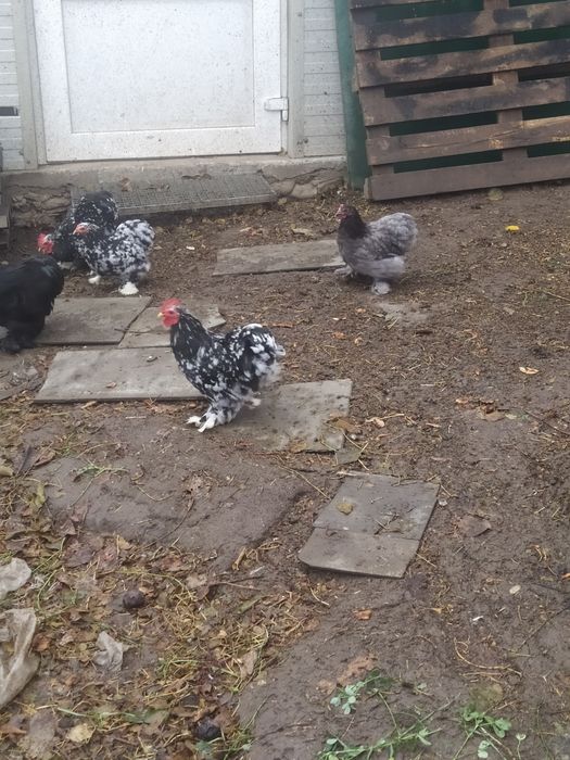 Продам циплят Кохінхінів