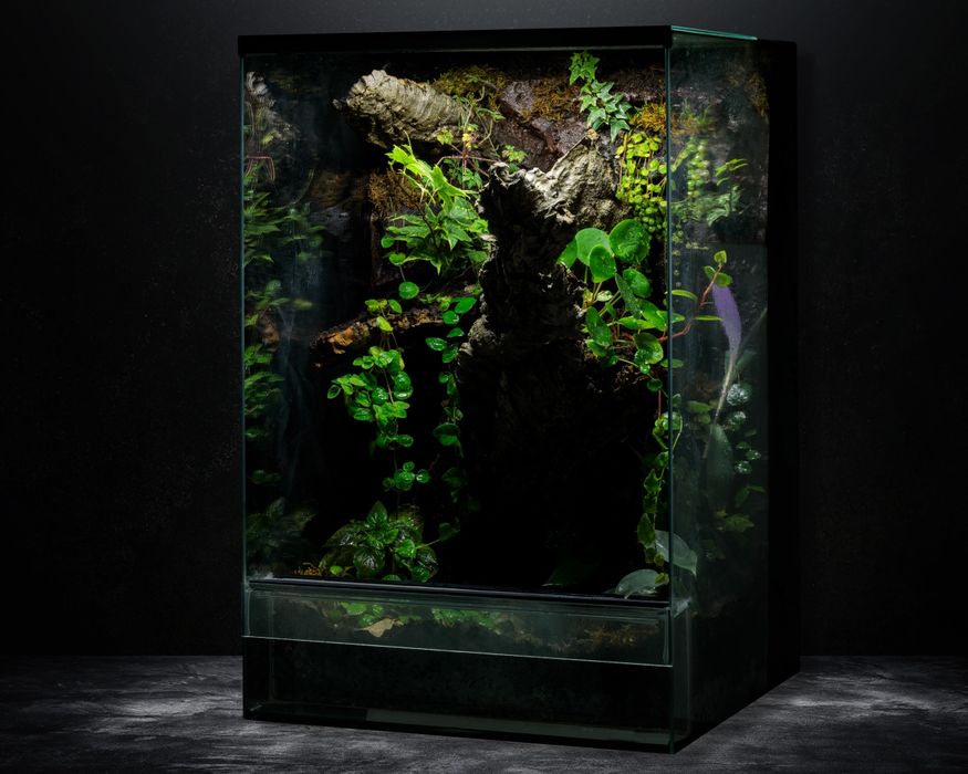 Terrarium tropikalne paludarium gekon orzesiony