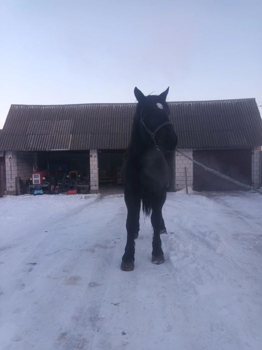 Sprzedam ogierka zimnokrwistego