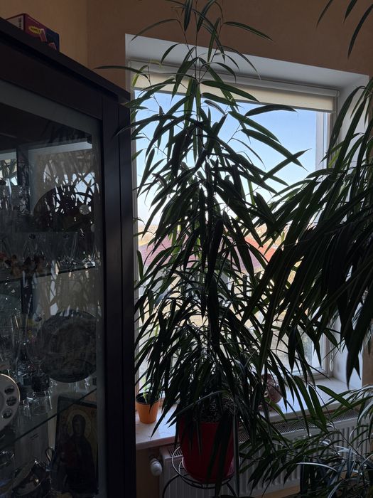 Фикус Биннендийка/Али