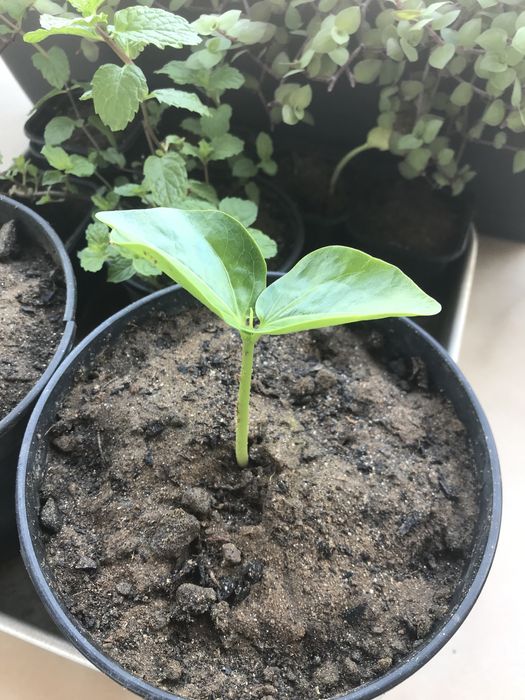 20 sementes de Imbondeiro