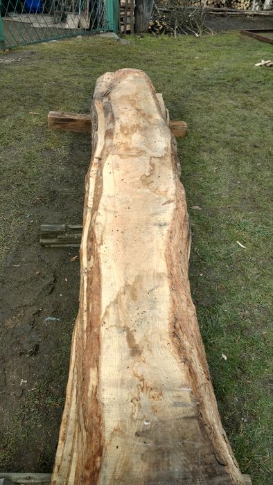 Tarcica,Foszty Jesion