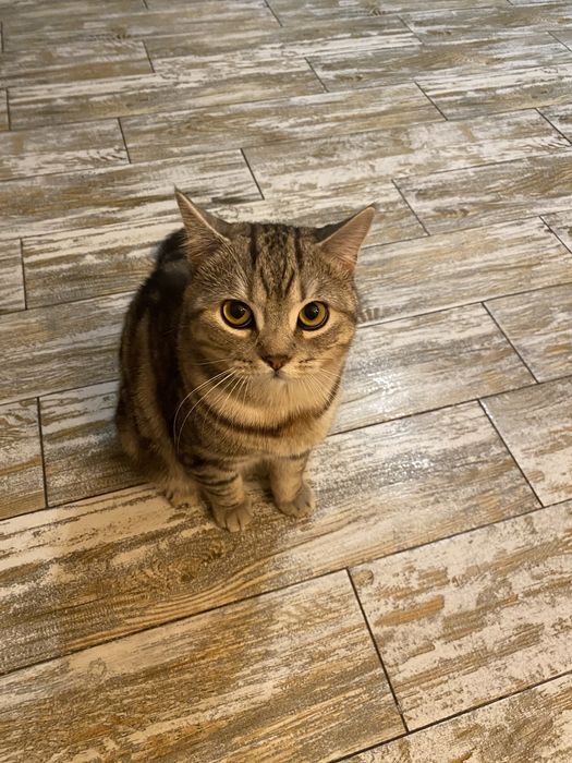 Благородный шотландец Мажор ( скоттиш страйт)