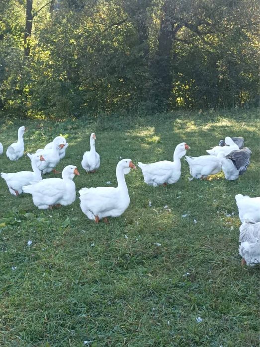 Гуси холмогори