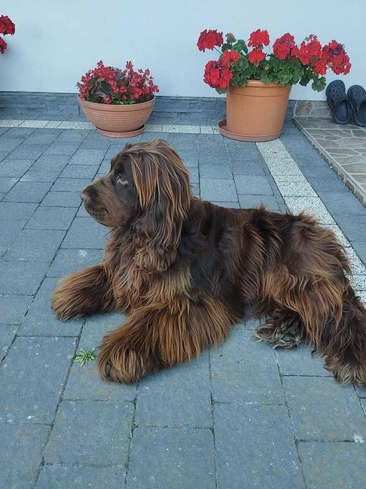 Pies Cocker spaniel angielski